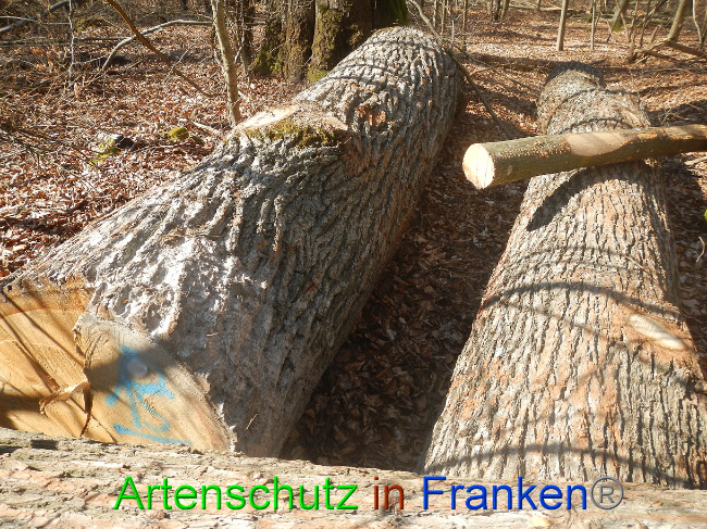 © Artenschutz in Franken® Bild zum Eintrag (1021869-160)
