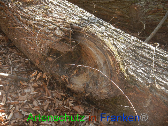 © Artenschutz in Franken® Bild zum Eintrag (1021871-160)