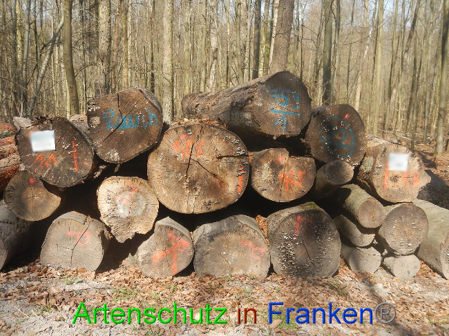 © Artenschutz in Franken® Bild zum Eintrag (1021872-160)