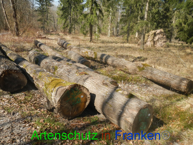 © Artenschutz in Franken® Bild zum Eintrag (1021875-160)