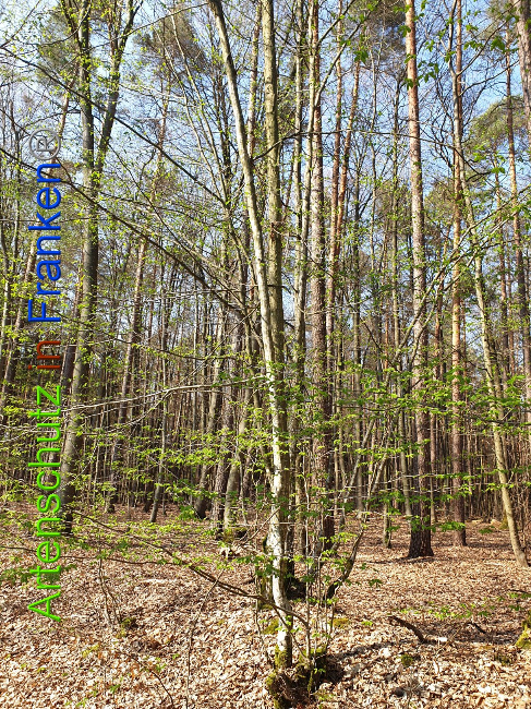 © Artenschutz in Franken® Bild zum Eintrag (1021887-160)