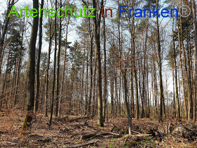 © Artenschutz in Franken® Bild zum Eintrag (1021888-160)