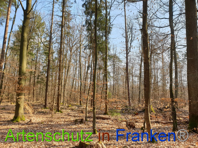 © Artenschutz in Franken® Bild zum Eintrag (1021889-160)