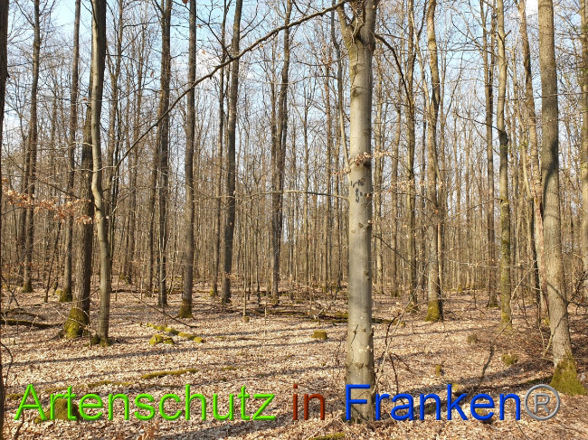 © Artenschutz in Franken® Bild zum Eintrag (1021893-160)