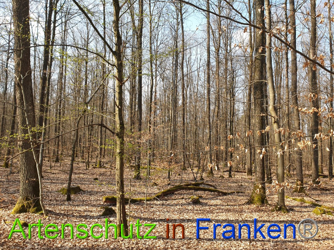 © Artenschutz in Franken® Bild zum Eintrag (1021894-160)