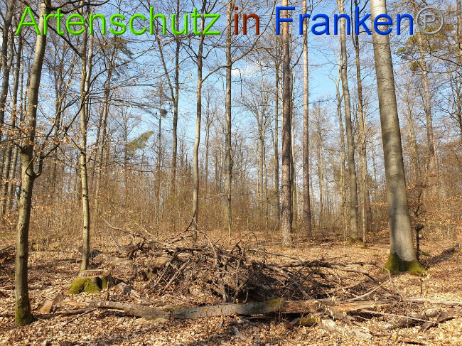 © Artenschutz in Franken® Bild zum Eintrag (1021896-160)