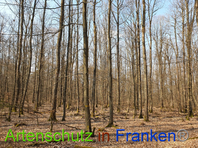 © Artenschutz in Franken® Bild zum Eintrag (1021897-160)