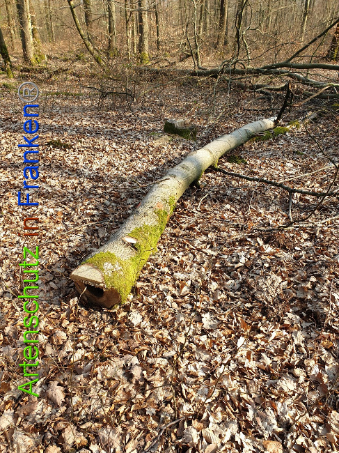 © Artenschutz in Franken® Bild zum Eintrag (1021902-160)