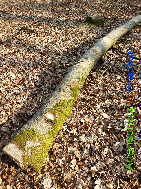 © Artenschutz in Franken® Bild zum Eintrag (1021903-160)