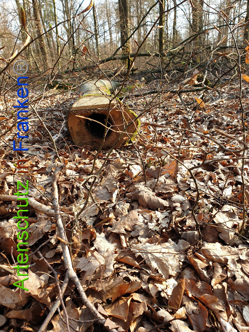 © Artenschutz in Franken® Bild zum Eintrag (1021904-160)