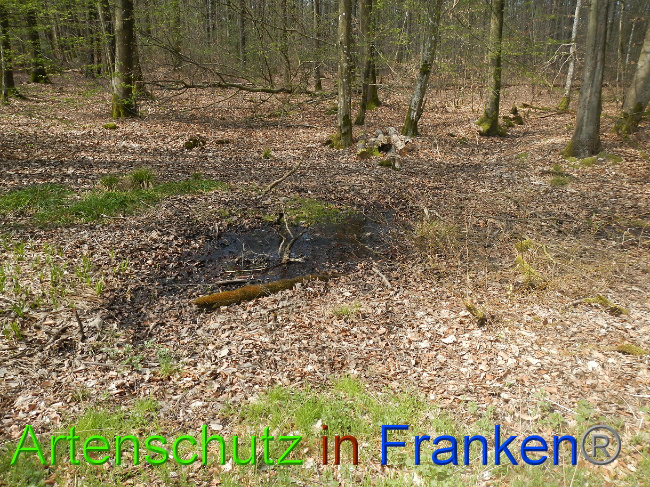 © Artenschutz in Franken® Bild zum Eintrag (1022243-160)