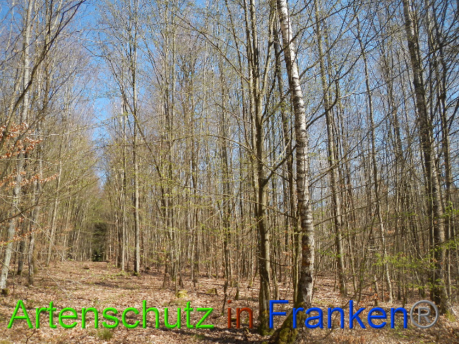 © Artenschutz in Franken® Bild zum Eintrag (1022250-160)