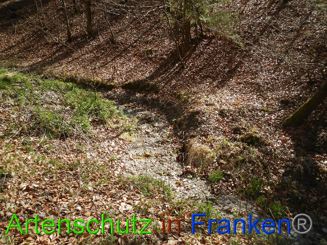 © Artenschutz in Franken® Bild zum Eintrag (1022251-160)