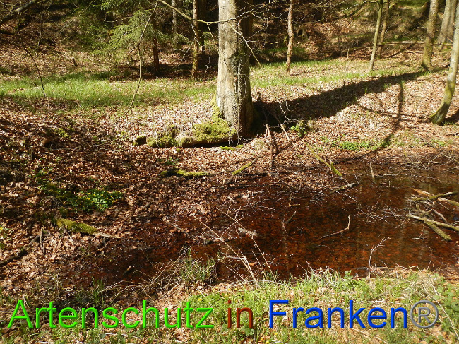 © Artenschutz in Franken® Bild zum Eintrag (1022252-160)