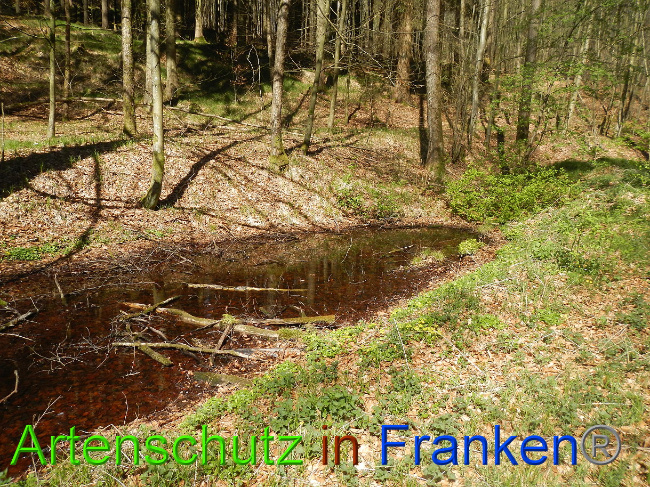 © Artenschutz in Franken® Bild zum Eintrag (1022253-160)