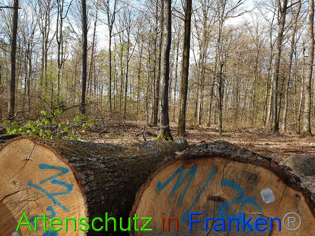 © Artenschutz in Franken® Bild zum Eintrag (1022326-160)