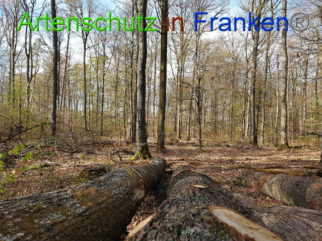 © Artenschutz in Franken® Bild zum Eintrag (1022327-160)
