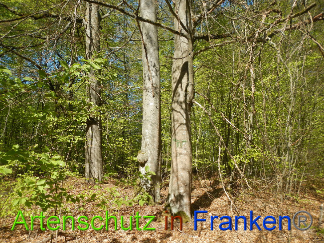 © Artenschutz in Franken® Bild zum Eintrag (1022682-160)