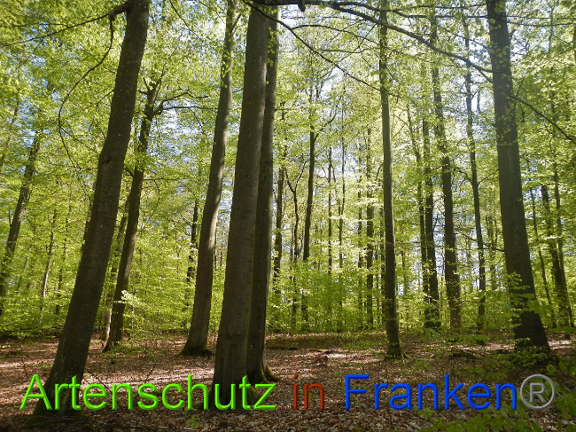 © Artenschutz in Franken® Bild zum Eintrag (1022683-160)