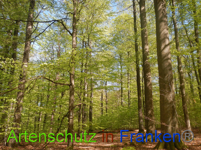 © Artenschutz in Franken® Bild zum Eintrag (1022685-160)