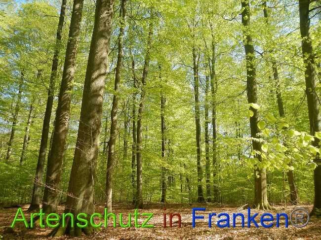 © Artenschutz in Franken® Bild zum Eintrag (1022686-160)