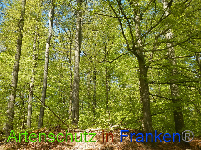 © Artenschutz in Franken® Bild zum Eintrag (1022687-160)