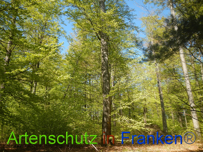 © Artenschutz in Franken® Bild zum Eintrag (1022689-160)