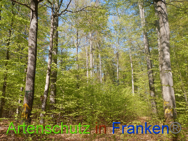© Artenschutz in Franken® Bild zum Eintrag (1022690-160)