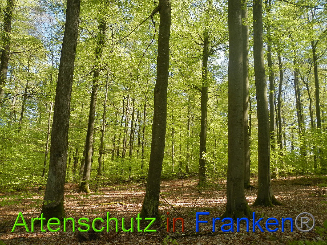 © Artenschutz in Franken® Bild zum Eintrag (1022692-160)