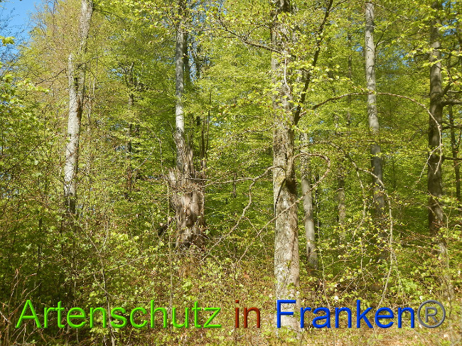 © Artenschutz in Franken® Bild zum Eintrag (1022693-160)