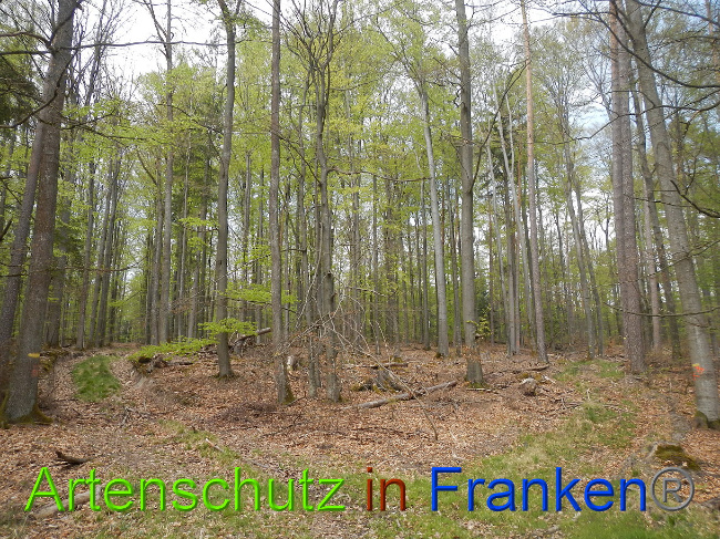 © Artenschutz in Franken® Bild zum Eintrag (1022705-160)