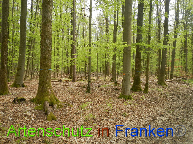 © Artenschutz in Franken® Bild zum Eintrag (1022714-160)