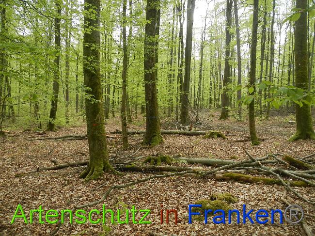 © Artenschutz in Franken® Bild zum Eintrag (1022715-160)
