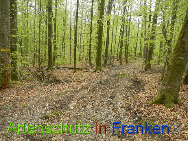 © Artenschutz in Franken® Bild zum Eintrag (1022716-160)