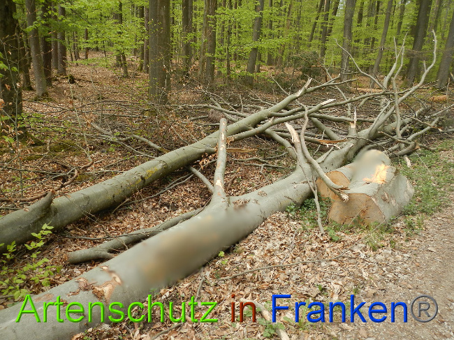 © Artenschutz in Franken® Bild zum Eintrag (1022724-160)