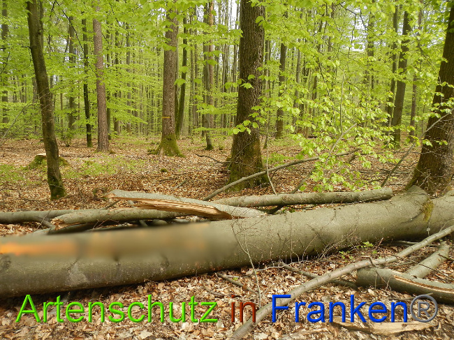 © Artenschutz in Franken® Bild zum Eintrag (1022725-160)