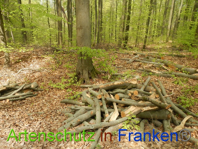 © Artenschutz in Franken® Bild zum Eintrag (1022730-160)