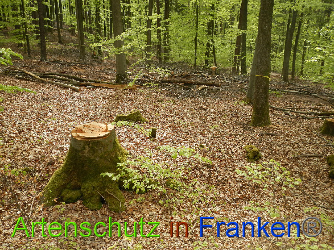 © Artenschutz in Franken® Bild zum Eintrag (1022732-160)