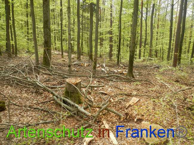 © Artenschutz in Franken® Bild zum Eintrag (1022733-160)