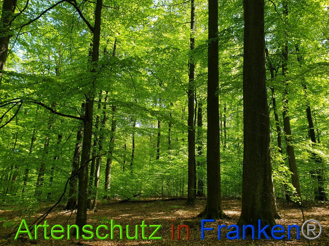 © Artenschutz in Franken® Bild zum Eintrag (1022971-160)