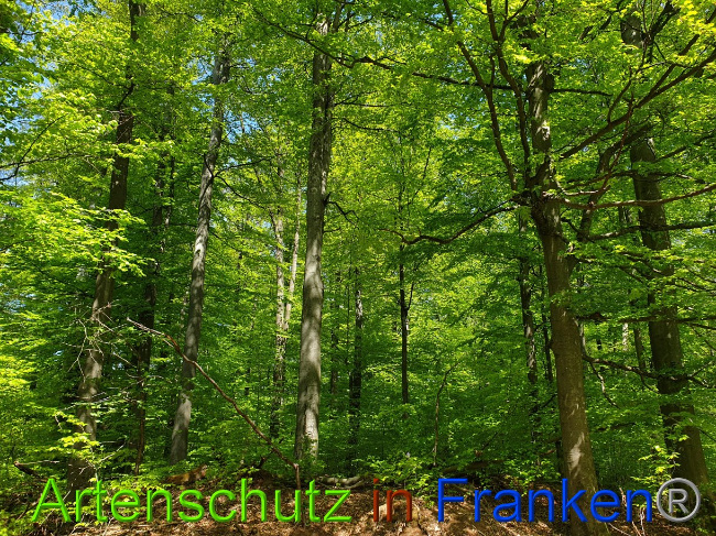 © Artenschutz in Franken® Bild zum Eintrag (1022972-160)
