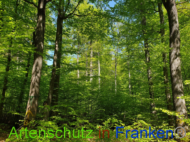 © Artenschutz in Franken® Bild zum Eintrag (1022973-160)