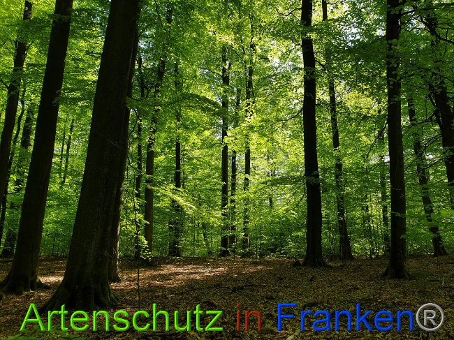 © Artenschutz in Franken® Bild zum Eintrag (1022977-160)