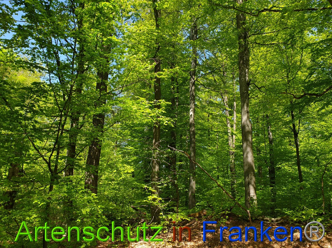 © Artenschutz in Franken® Bild zum Eintrag (1022978-160)
