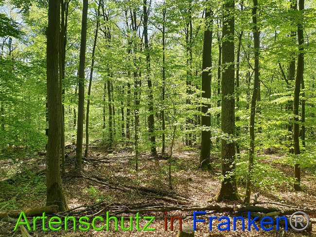 © Artenschutz in Franken® Bild zum Eintrag (1022980-160)