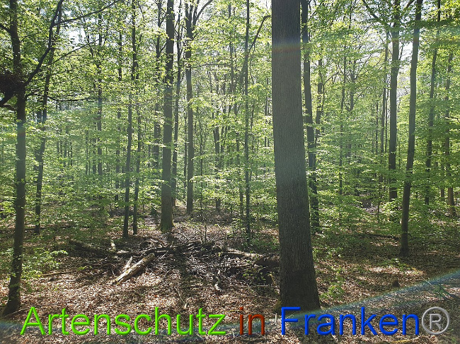 © Artenschutz in Franken® Bild zum Eintrag (1022981-160)