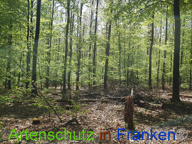 © Artenschutz in Franken® Bild zum Eintrag (1022983-160)