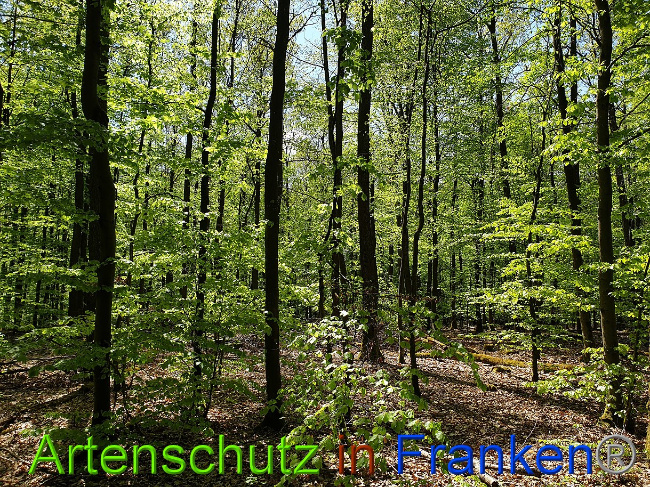 © Artenschutz in Franken® Bild zum Eintrag (1022991-160)