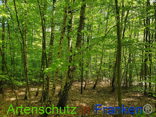 © Artenschutz in Franken® Bild zum Eintrag (1022993-160)
