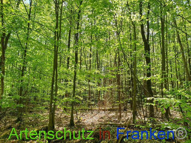 © Artenschutz in Franken® Bild zum Eintrag (1022994-160)